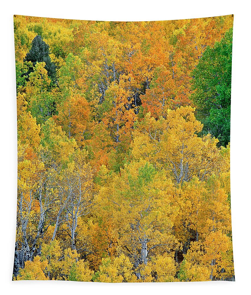 North America Tapestry featuring the photograph Aspens in Fall Eastern Sierras California by Dave Welling