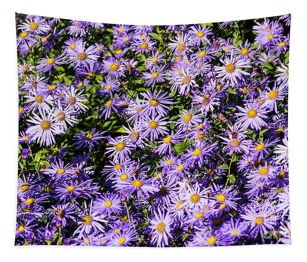 Aster Tapestry featuring the photograph Asters by Steve Purnell