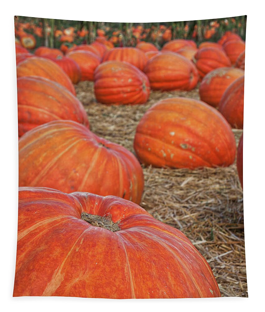 Pumpkin Tapestry featuring the photograph At The Pumpkin Patch by Ana V Ramirez
