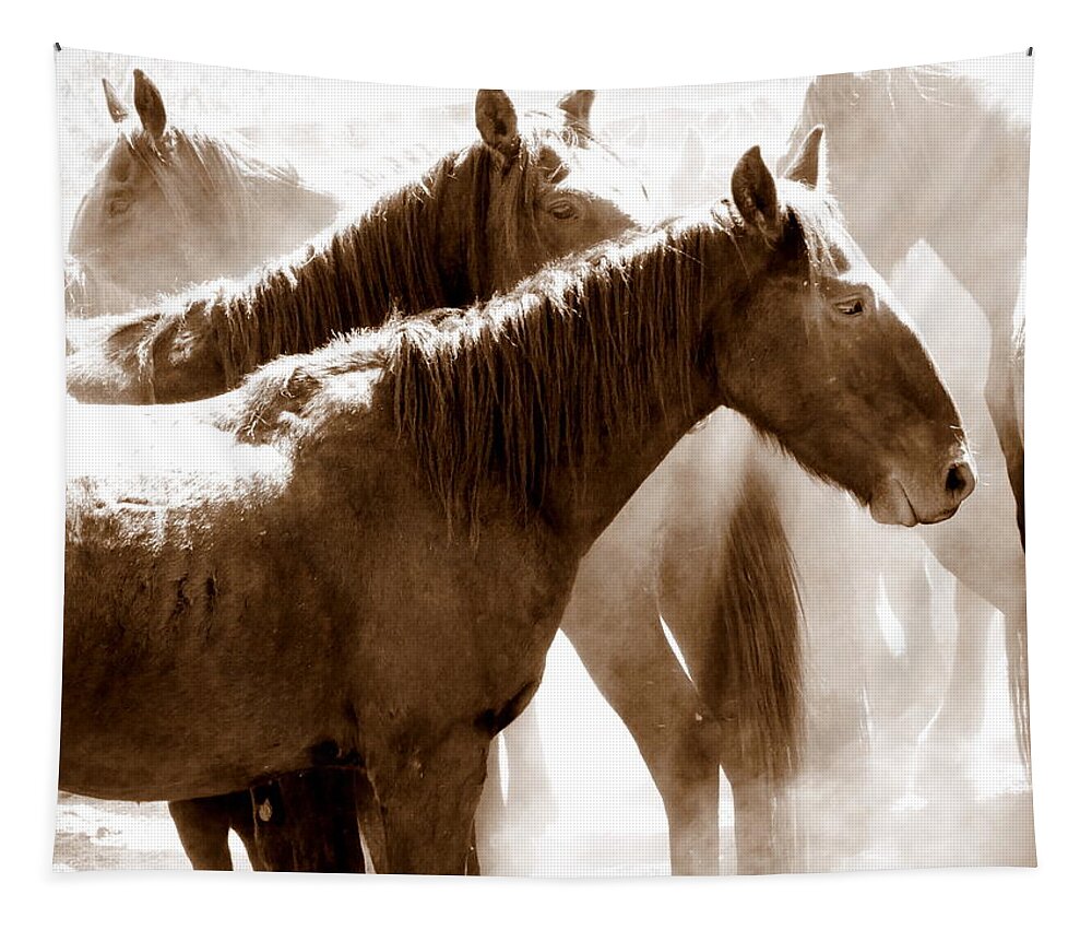 Wild Australian Horses Tapestry featuring the photograph Wild Horses - Australian Brumbies 3 by Lexa Harpell