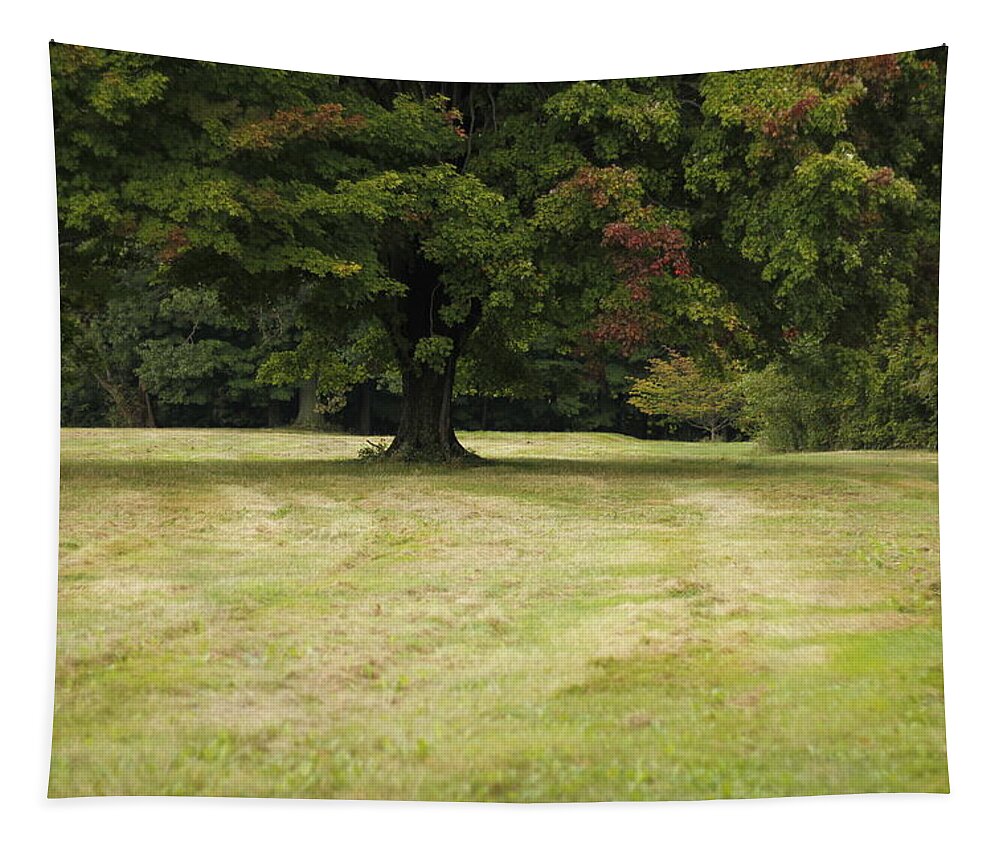 Fall Tapestry featuring the photograph Autumn Begins Maple Tree by Valerie Collins