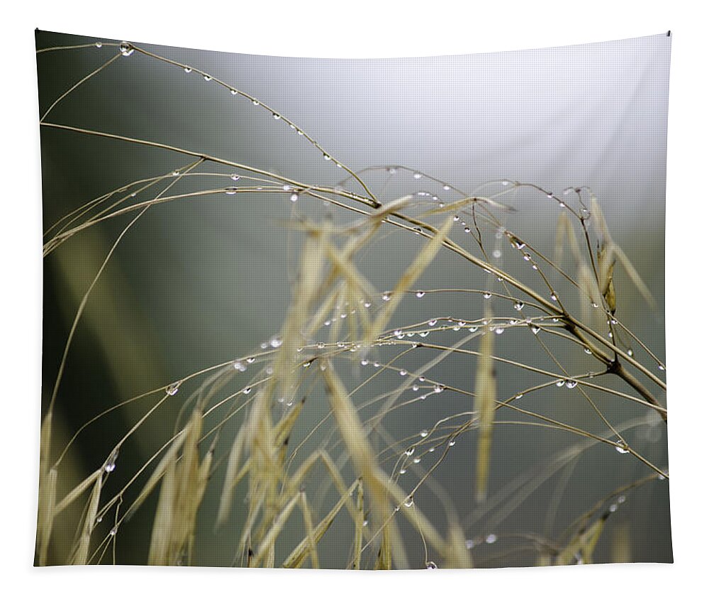 Autumn Tapestry featuring the photograph Autumn dew on grass by Spikey Mouse Photography