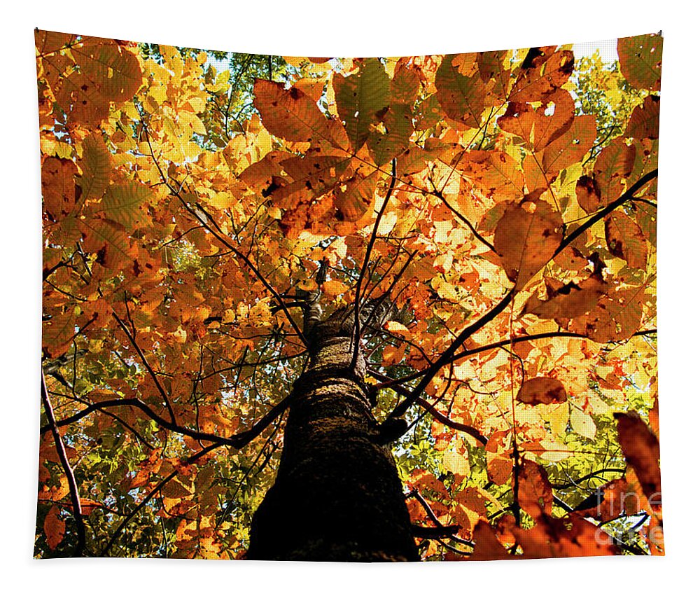 Glorious Tapestry featuring the photograph Autumn is Glorious by Rebecca Davis