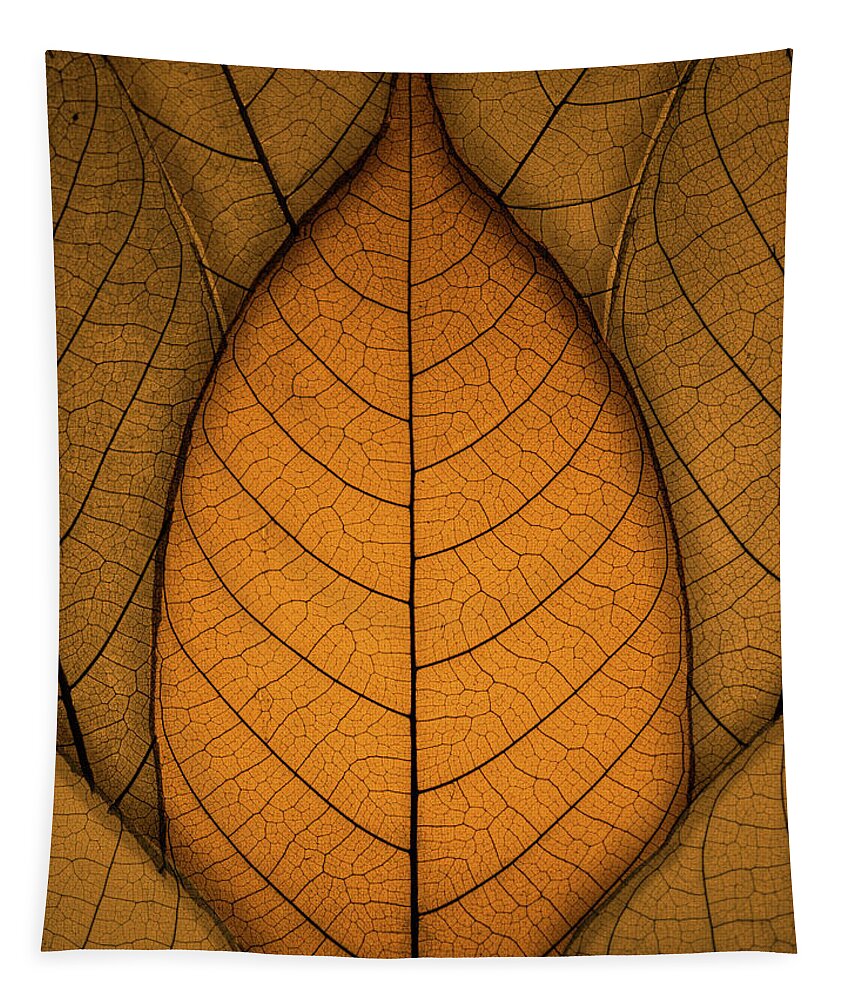 Autumn Tapestry featuring the photograph Autumn Leaves by Paul Wear