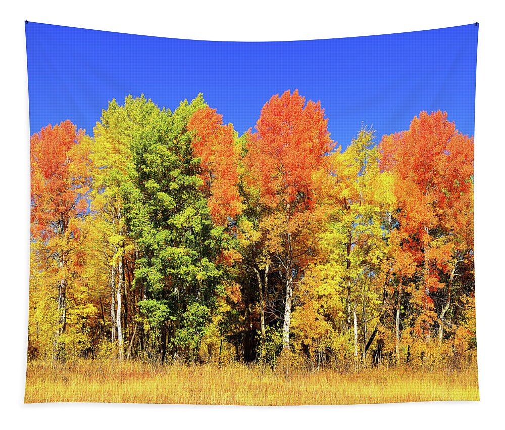 Autumn Tapestry featuring the photograph Autumn Rainbow by Greg Norrell