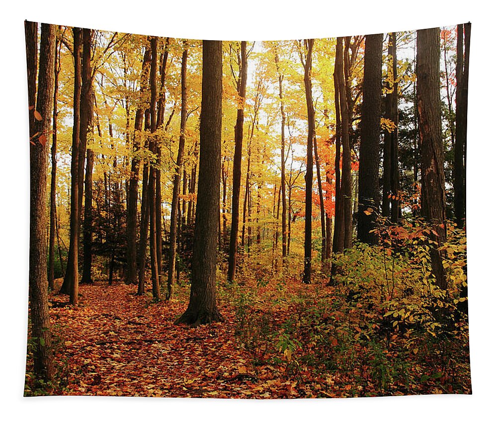 Autumn Tapestry featuring the photograph Autumn Woods by Debbie Oppermann