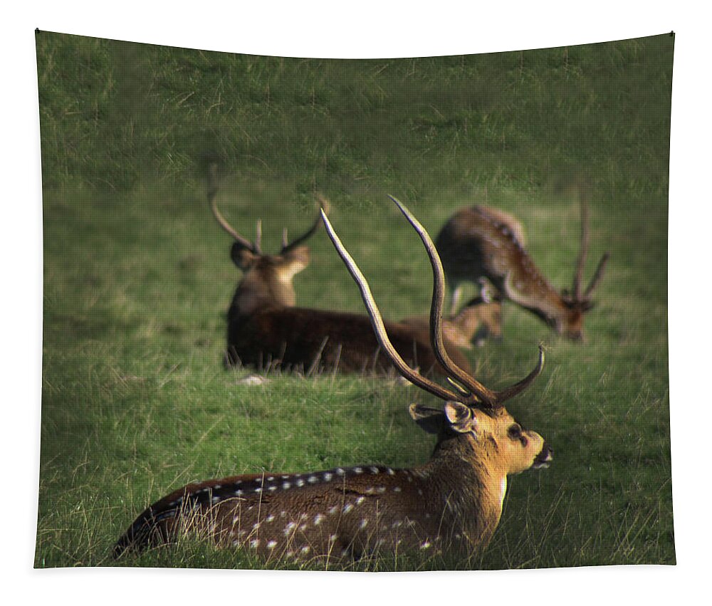 Wildlife Tapestry featuring the photograph Long Horn Chital Deer by Doc Braham