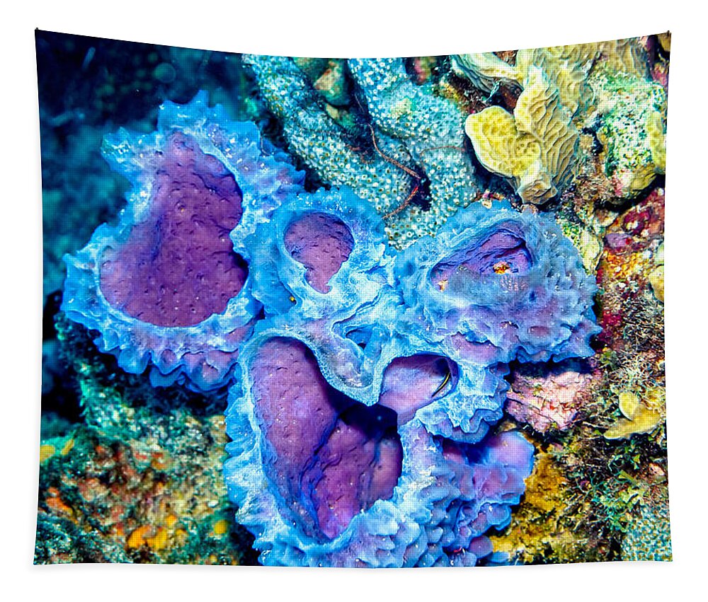 Azure Vase Sponges Tapestry featuring the photograph Azure Vase Sponges by Perla Copernik