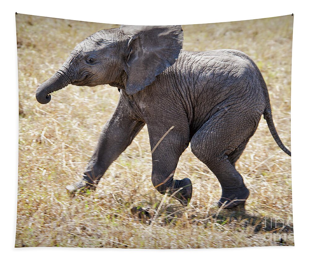 Baby African Elephant Tapestry featuring the photograph Baby African Elephant at Play by Paulette Sinclair