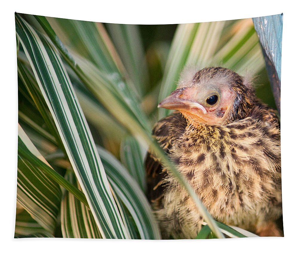 Bird Tapestry featuring the photograph Baby Bird Peering Out by Douglas Barnett