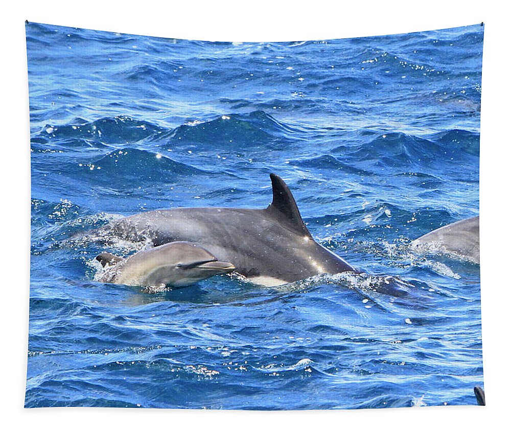Dolphin Tapestry featuring the photograph Baby Common Dolphin by Shoal Hollingsworth