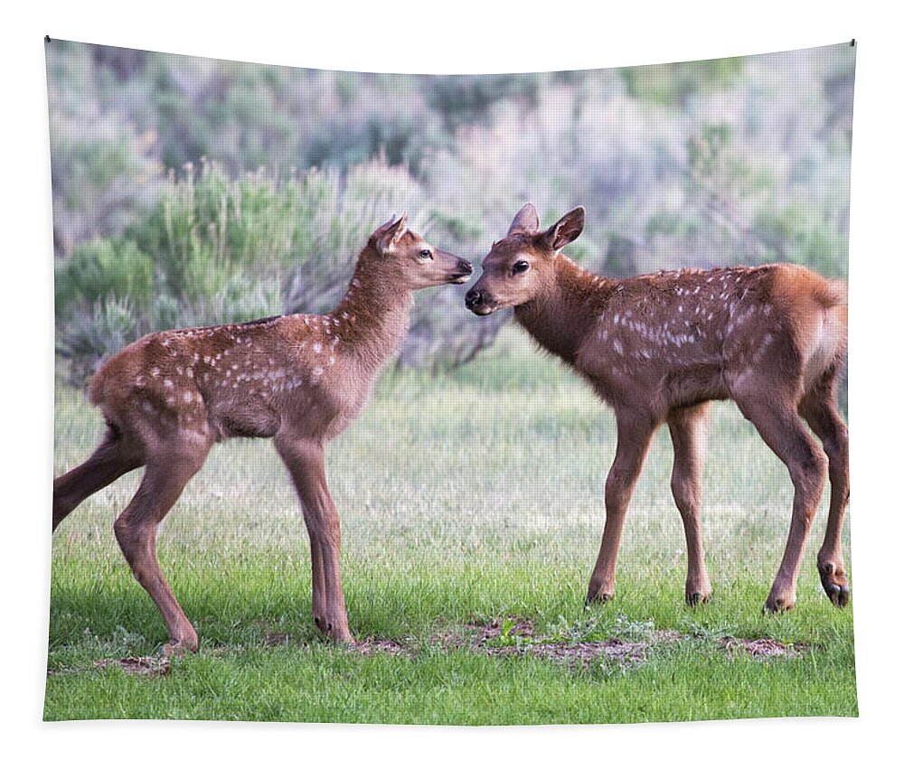 Elk Tapestry featuring the photograph Baby Elk by Wesley Aston