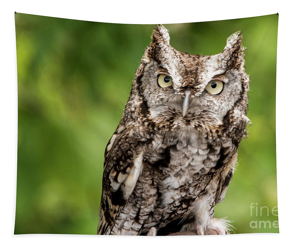 Owl Tapestry featuring the photograph Baby Screech Owl by Anthony Sacco