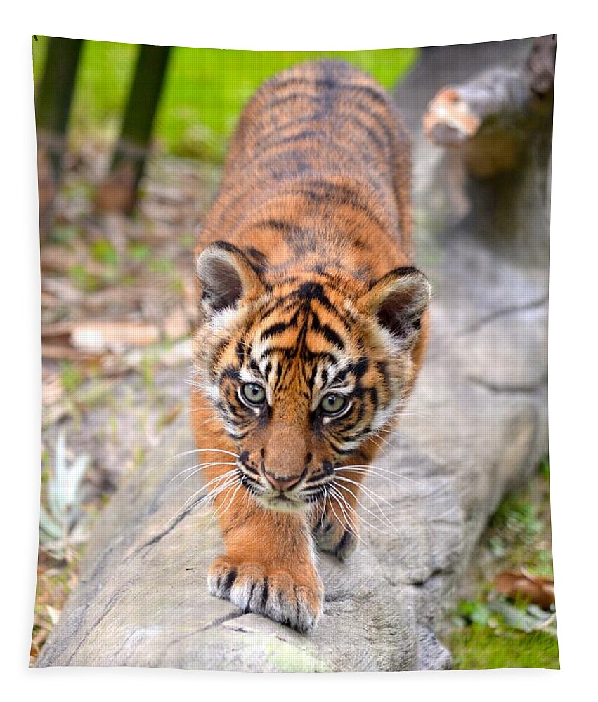 Florida Tapestry featuring the photograph Baby Sumatran Tiger Cub by Richard Bryce and Family