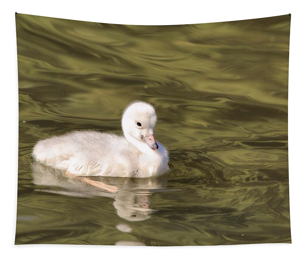 Baby Trumpeter Swan Tapestry featuring the photograph Baby trumpeter swan by Lynn Hopwood
