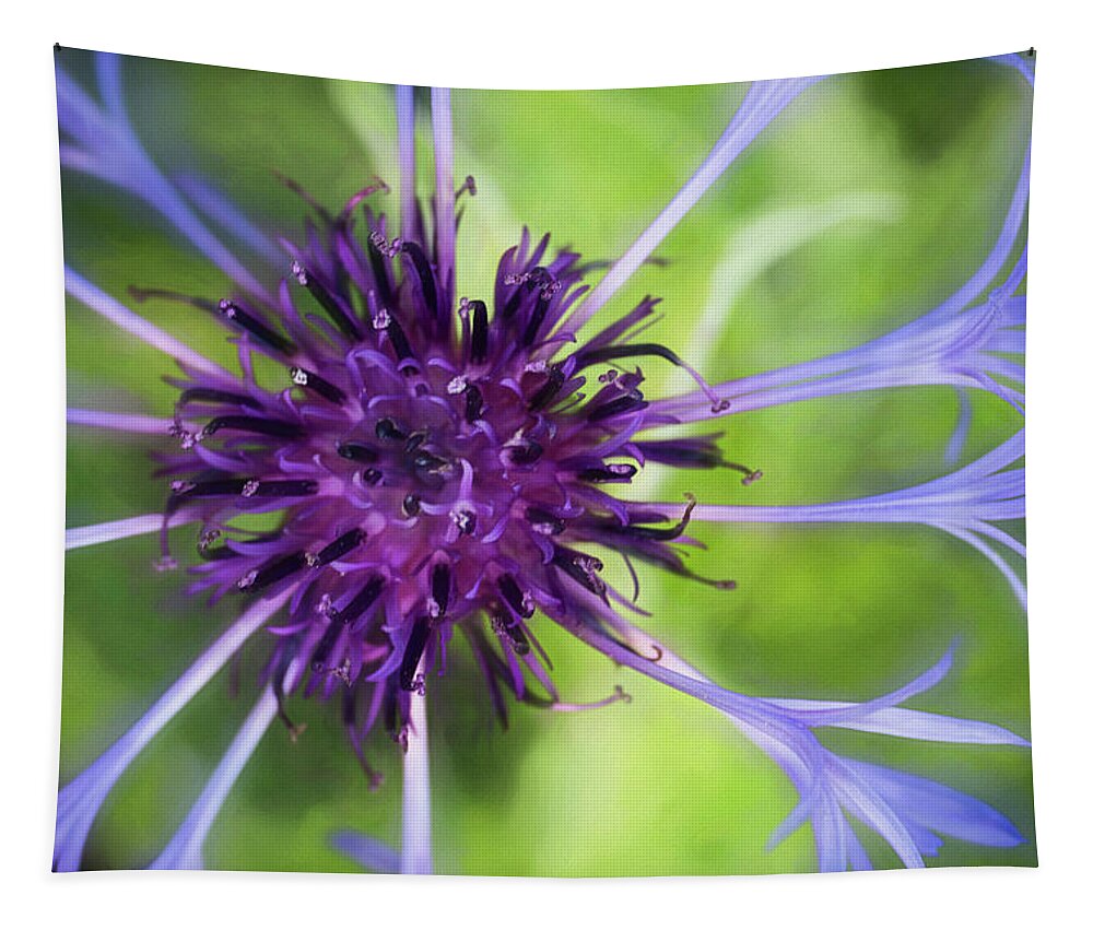 Bachelor Button Tapestry featuring the photograph Bachelor Button by Cindi Ressler