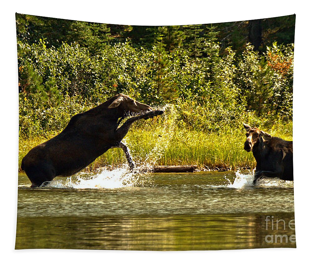Moose Tapestry featuring the photograph Back Off Lady by Adam Jewell