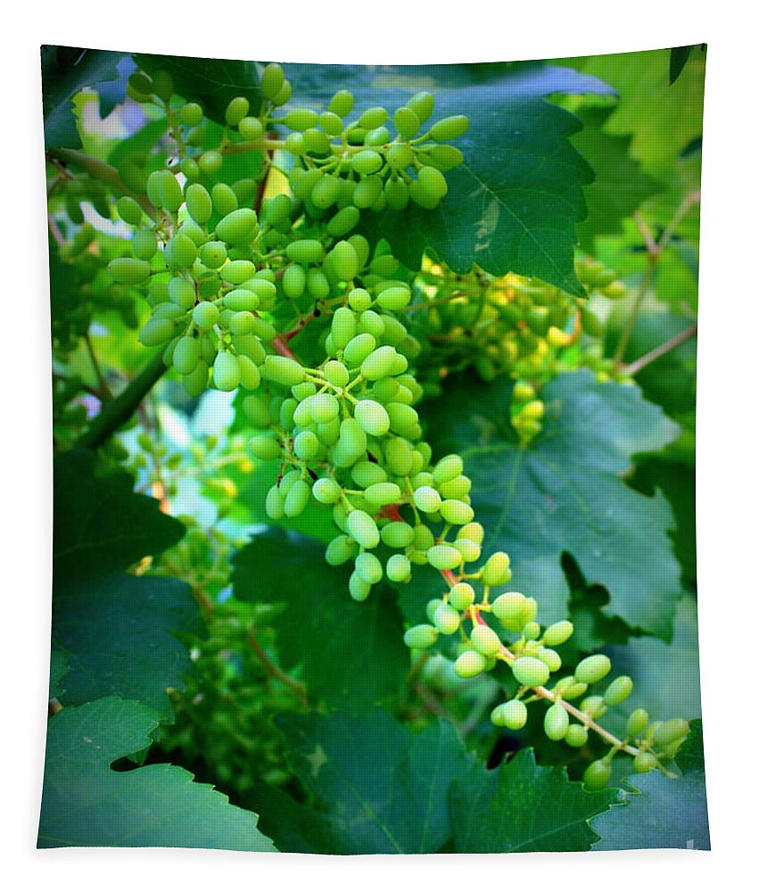 Grapes Tapestry featuring the photograph Backyard Garden Series - Young Grapes by Carol Groenen