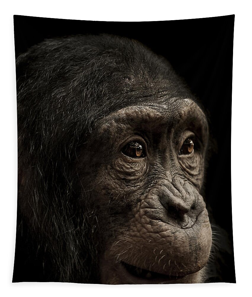 Chimpanzee Tapestry featuring the photograph Baffled by Paul Neville