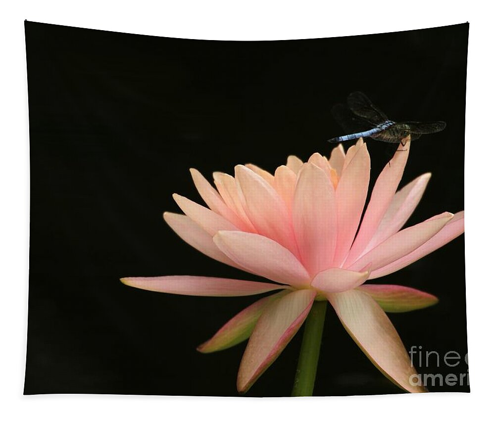 Water Lily Tapestry featuring the photograph Balance by Sabrina L Ryan