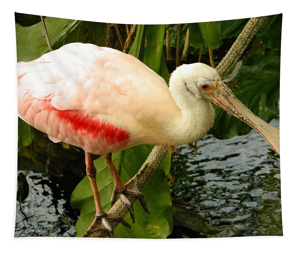 Wildlife Tapestry featuring the photograph Balancing Act - Roseate Spoonbill by Emmy Marie Vickers