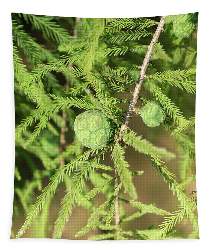 Bald Cypress Tapestry featuring the photograph Bald Cypress Seed Cone by Jennifer White