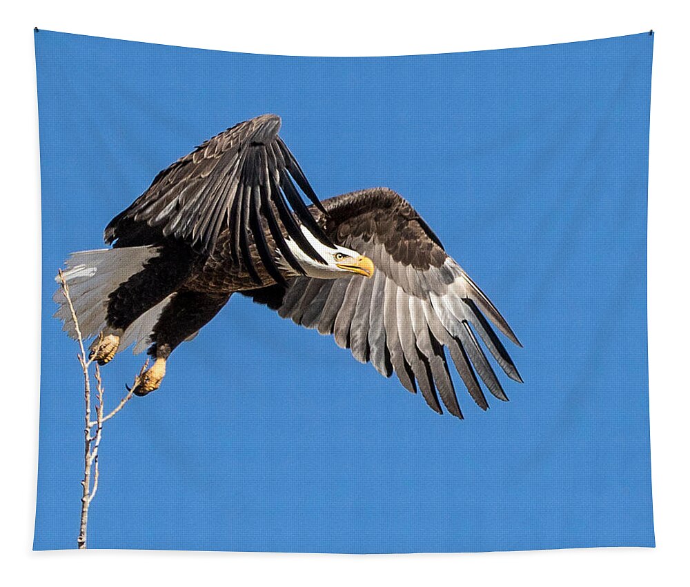 Bald Eagle Tapestry featuring the photograph Bald Eagle Flight 3 by Dawn Key