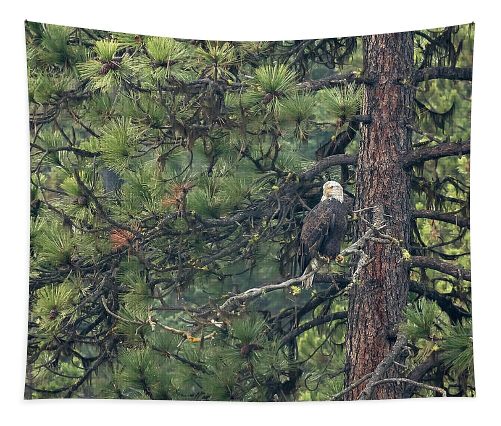 Bald Eagle Tapestry featuring the photograph Bald Eagle in a Pine Tree, No. 1 by Belinda Greb