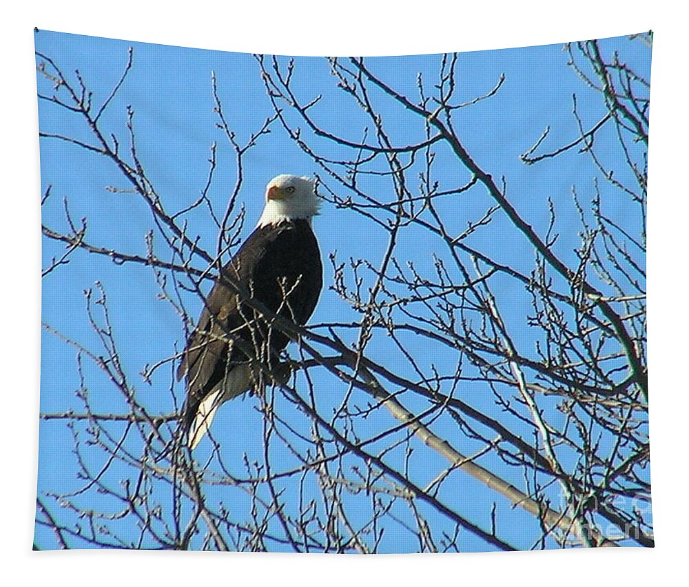 Bald Tapestry featuring the photograph Bald Eagle by Louise Magno
