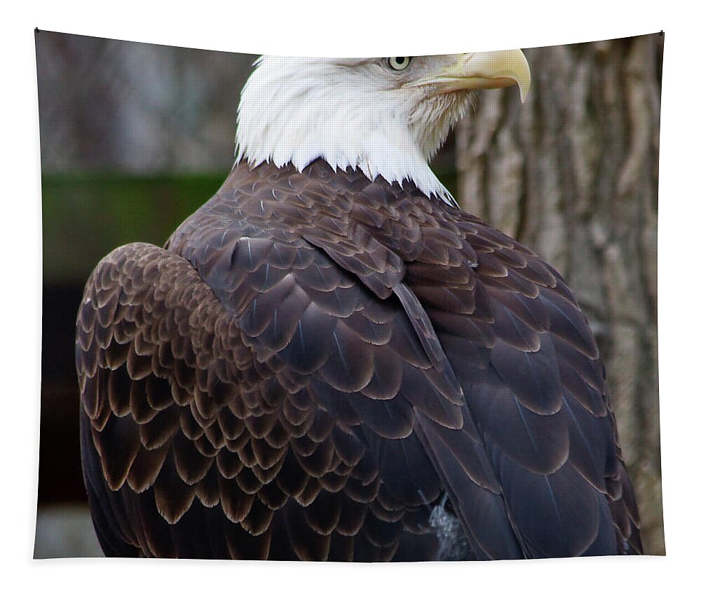 American Tapestry featuring the photograph Bald Eagle Profile by Jill Lang