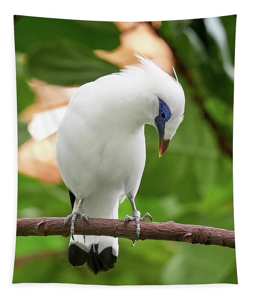 Bali Starling Tapestry featuring the photograph Bali Starling at Berlin Zoo by Jouko Lehto