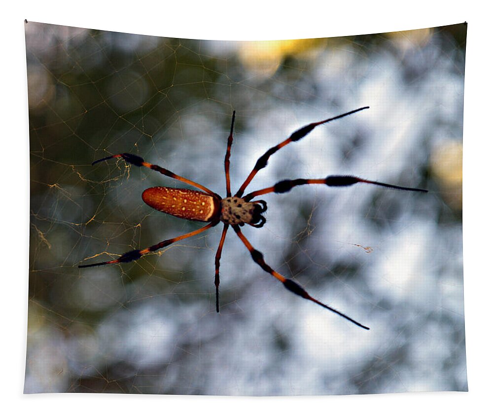 Arachnid Tapestry featuring the photograph Banana Spider  3 by Bob Johnson