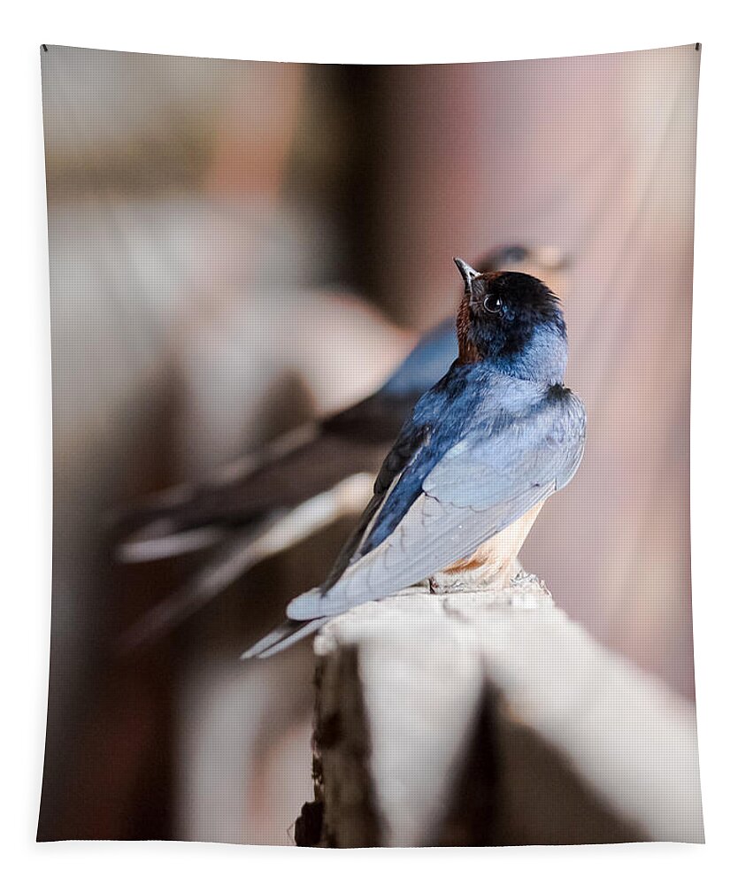 Barn Swallows Tapestry featuring the photograph Barn Swallows by Holden The Moment
