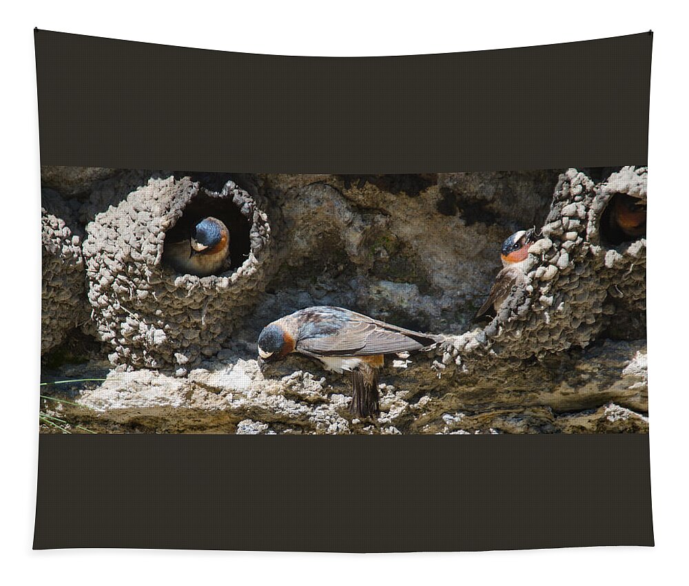 Aerial Feeding Tapestry featuring the photograph Barn Swallows Nests by Crystal Wightman