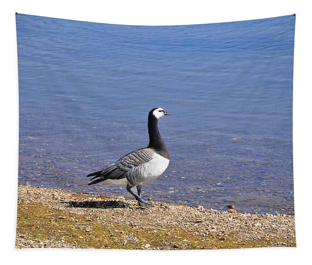 Barnacle Goose Tapestry featuring the photograph Barnacle Goose at Carsington Water by Rod Johnson