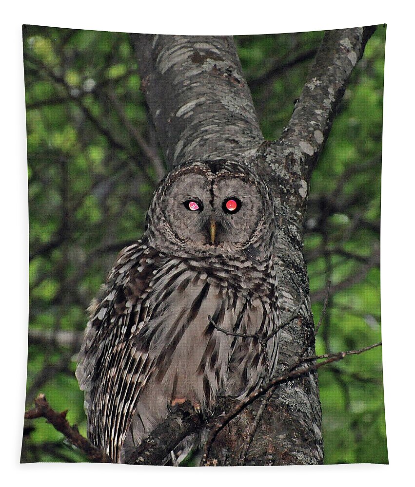 Owl Tapestry featuring the photograph Barred Owl 3 by Glenn Gordon