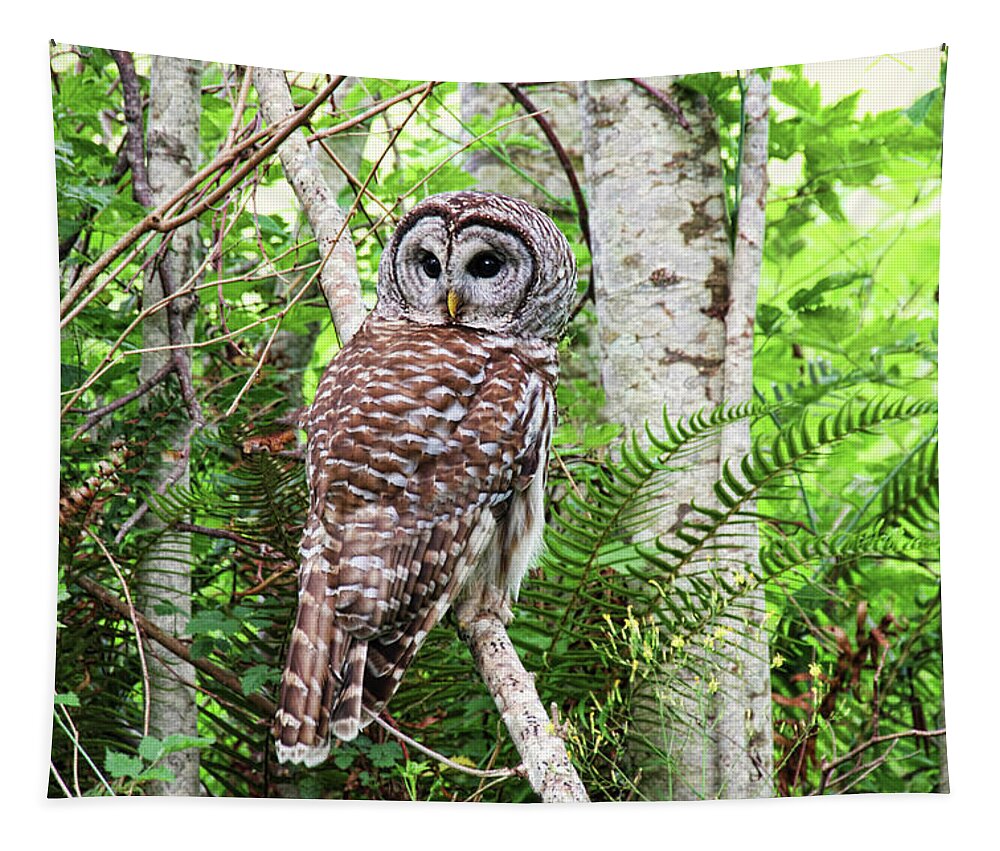 Barred Owl Tapestry featuring the photograph Barred Owl Hunting in Alder Forest by Peggy Collins