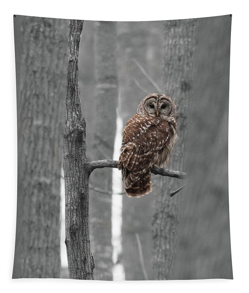 Barred Tapestry featuring the photograph Barred Owl in Winter Woods #1 by Paul Rebmann