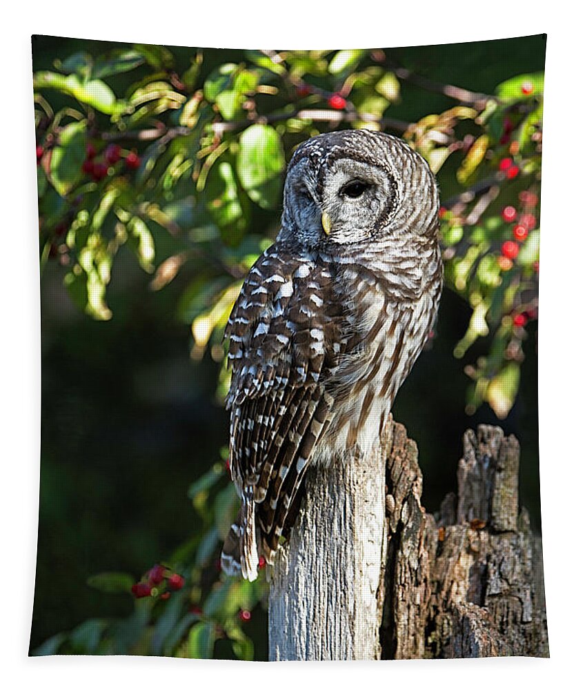 Barred Owl Tapestry featuring the photograph Barred Owl by Jackie Sajewski
