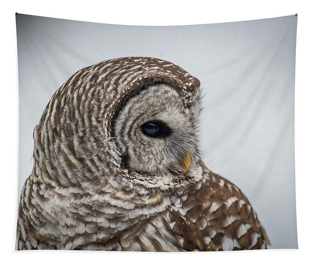 Barred Owl Tapestry featuring the photograph Barred Owl portrait by Paul Freidlund