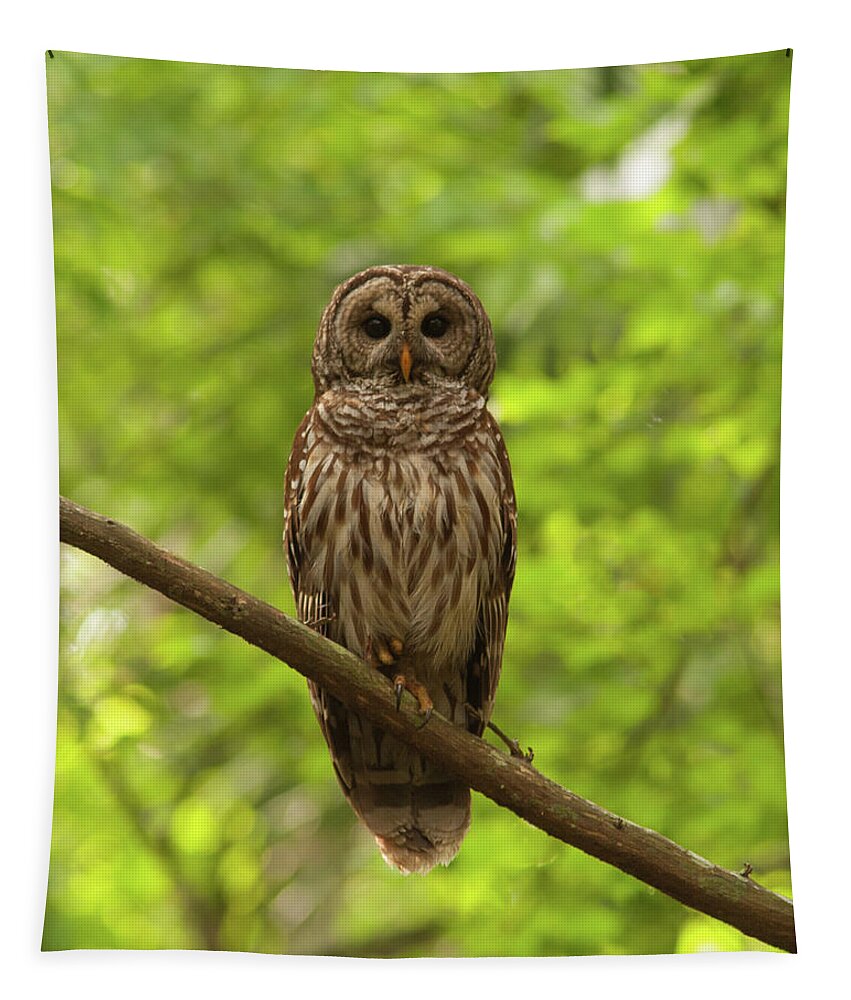 Barred Owl Tapestry featuring the photograph Barred Owl Standing Out in the Green by Paul Rebmann