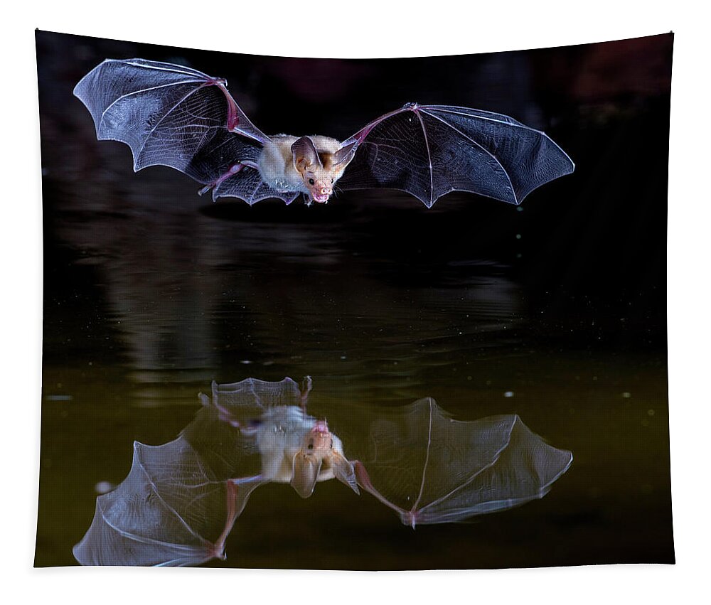 Bat Tapestry featuring the photograph Bat Flying over Pond by Judi Dressler