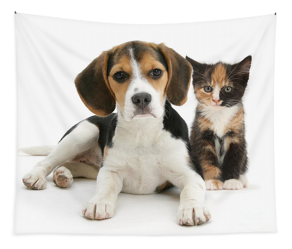 Animal Tapestry featuring the photograph Beagle And Calico Cat by Mark Taylor