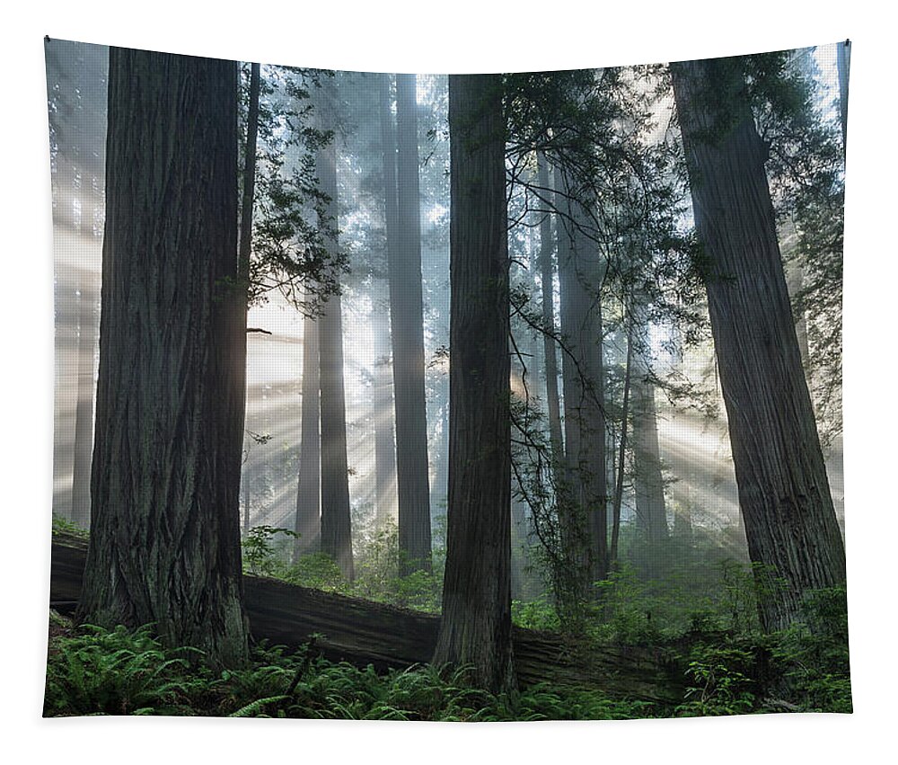 Redwood National Park Tapestry featuring the photograph Beams Through the Forest by Greg Nyquist