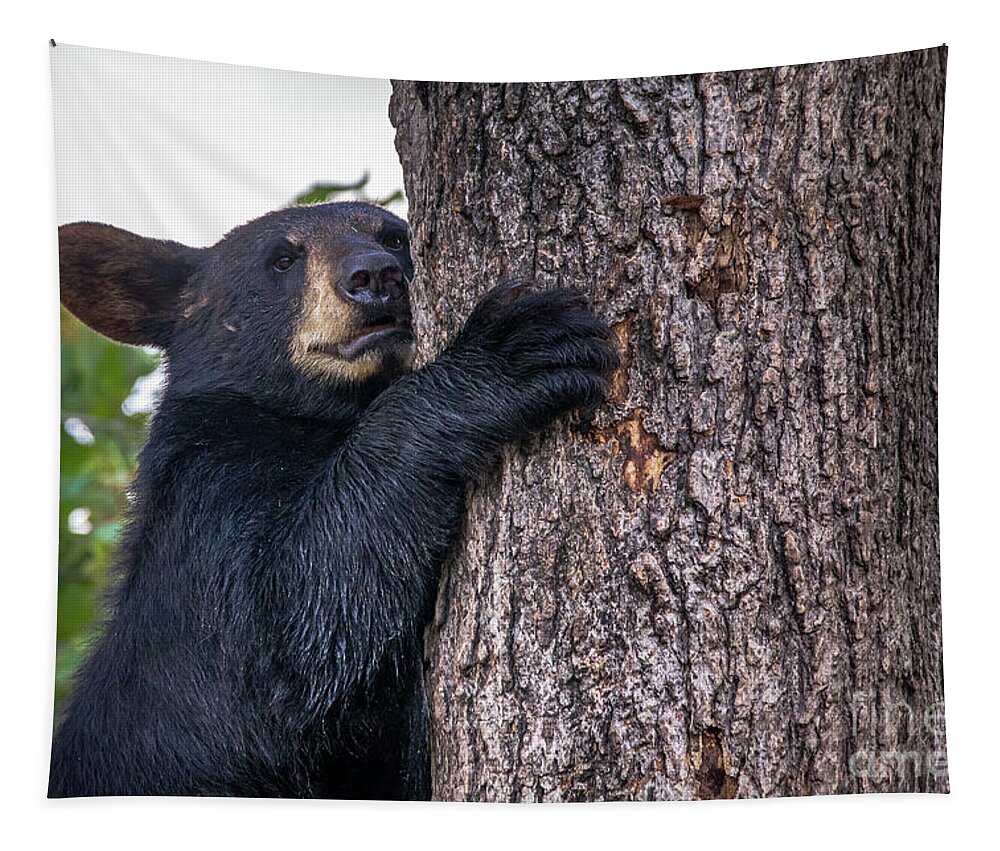 Bear Tapestry featuring the photograph Bear Cub-1261 by Norris Seward