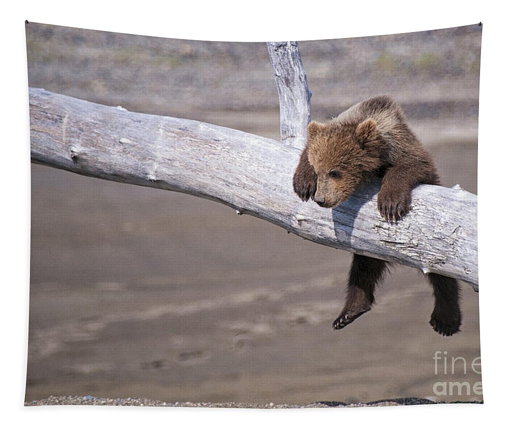 Funny Animal Tapestry featuring the photograph Bear Cub Hanging in There by Paulette Sinclair