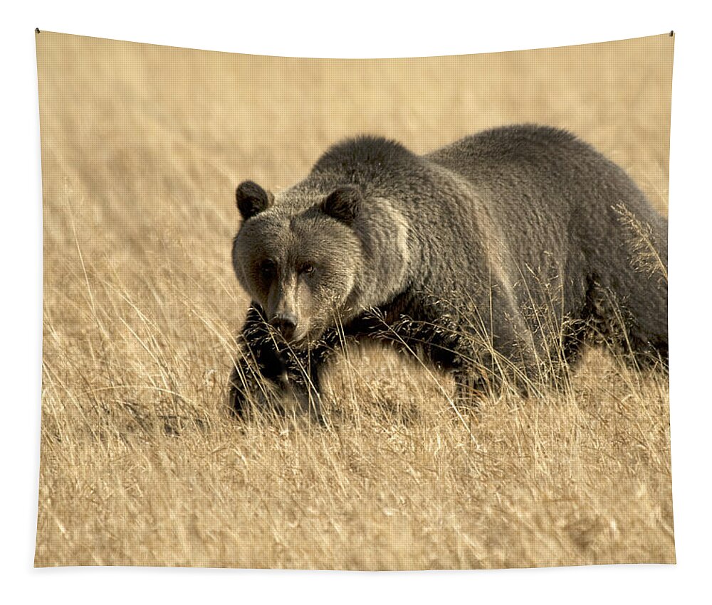 Bear Tapestry featuring the photograph Bear On The Prowl by Gary Beeler