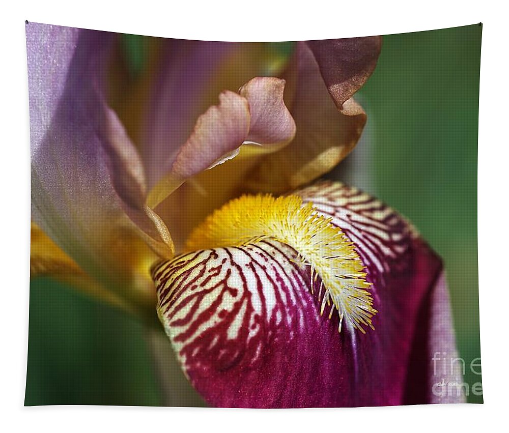 Iridaceae Tapestry featuring the photograph Bearded iris Flower Mary Todd by Joy Watson