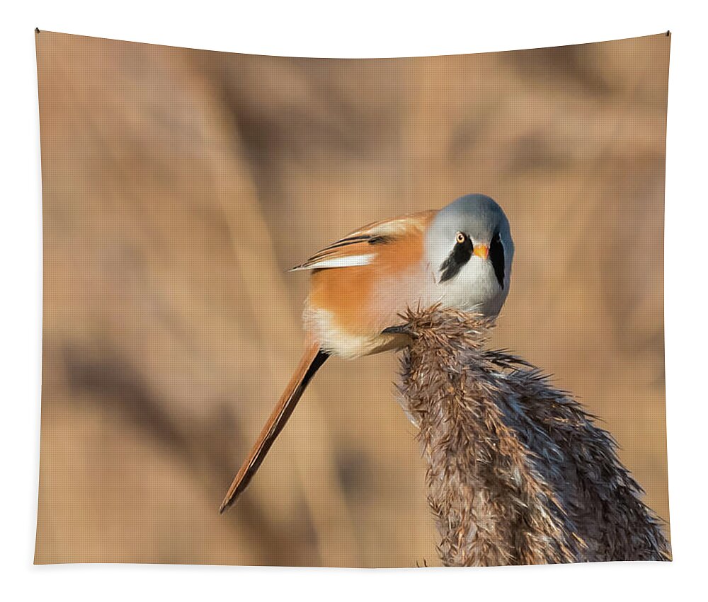Male Tapestry featuring the photograph Bearded Reedling by Wendy Cooper