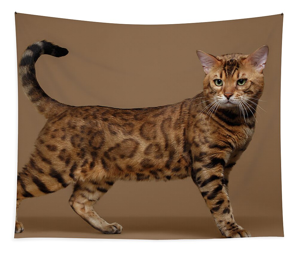 Cat Tapestry featuring the photograph Beautiful Bengal Cat Stands on Brown background by Sergey Taran